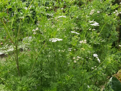 Coentros em flor